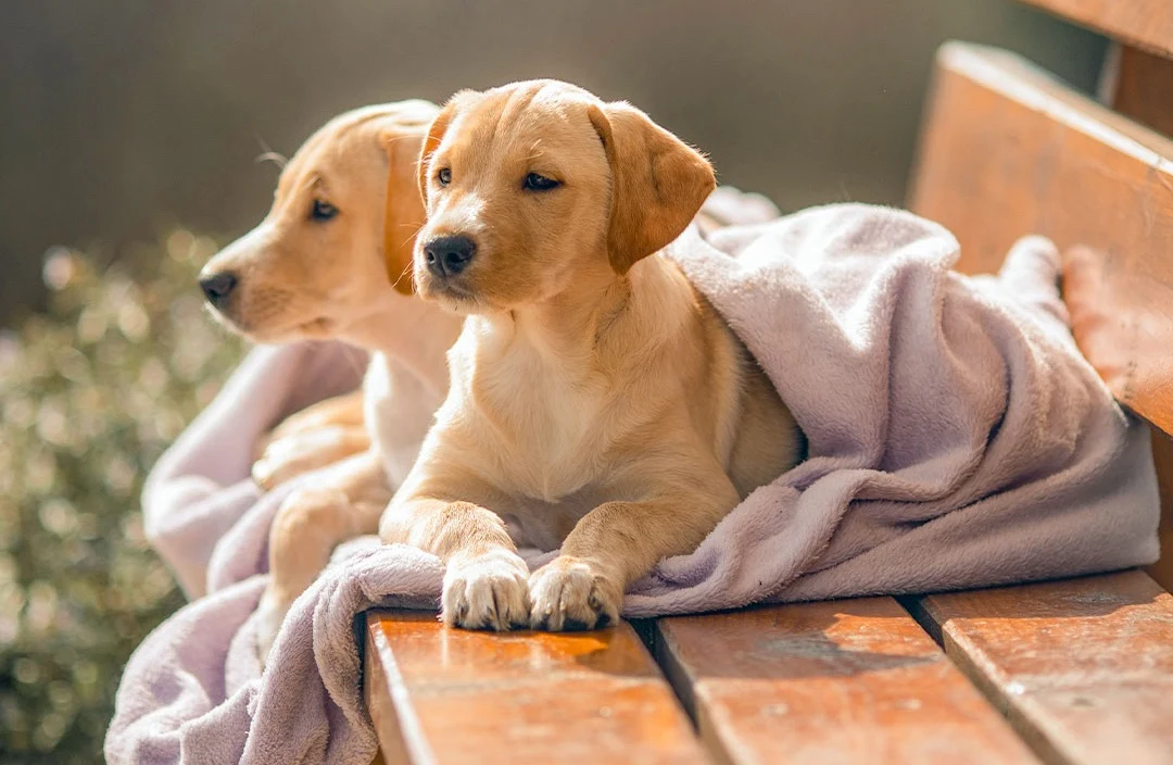 Pure Nutrition for Sensitive Paws